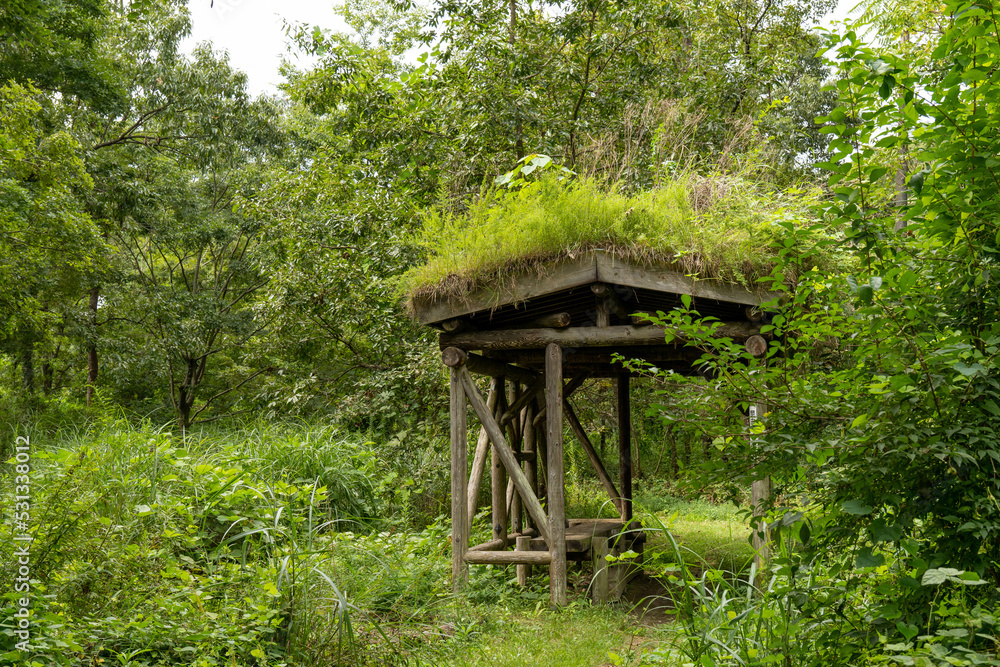 森の中で雑草や苔むした屋根の小屋 森の中で雑草や苔むした屋根の小屋