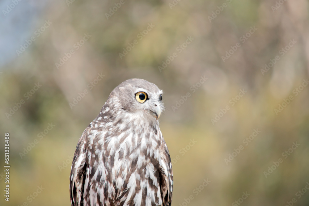 Fototapeta premium this is a close up of a barking owl looking out for danger