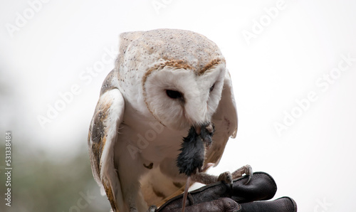 Foto the barn owl has a white body with a heart shaped face