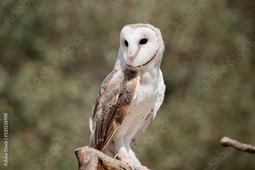 the barn owl has a heart shaped white face