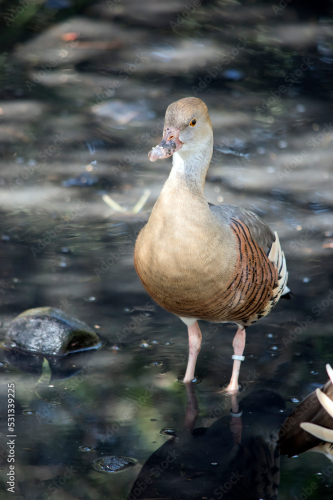 Fototapeta premium the plumed whistling duck is walking into a pond