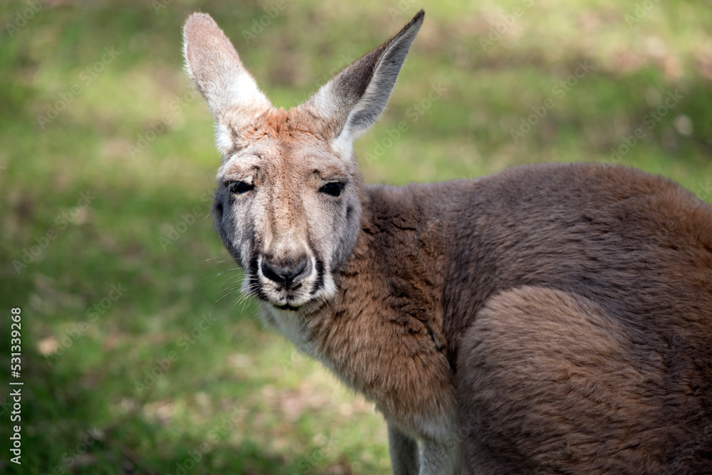 this is a close up of a red kangaroo this is a close up of a red kangaroo