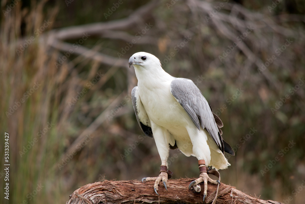 The White-bellied Sea-Eagle is the second largest raptor found in Australia The White-bellied Sea-Eagle is the second largest raptor found in Australia