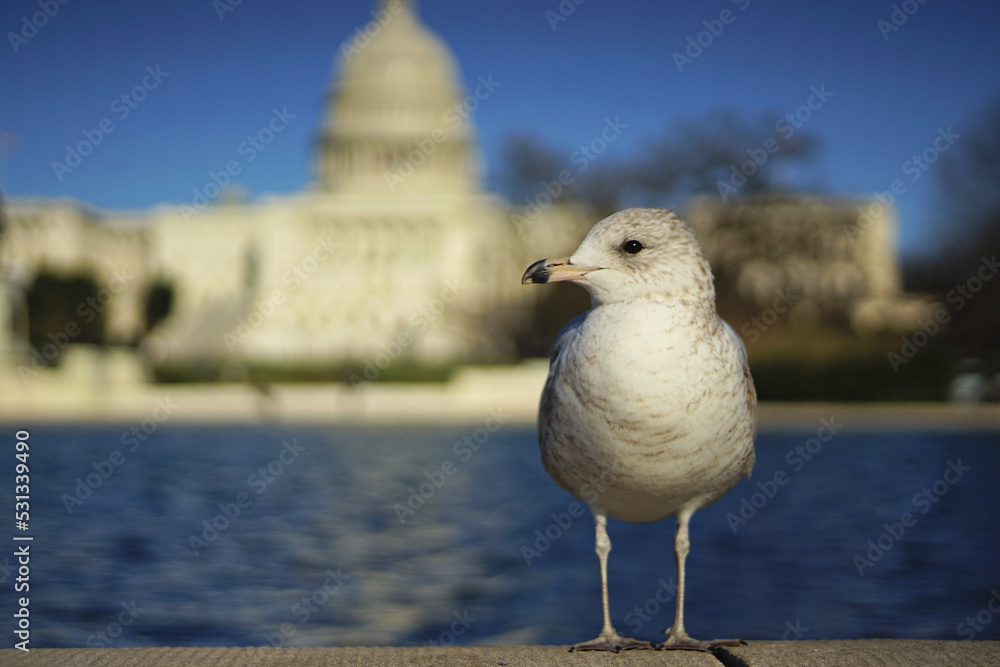 Close up of a seagull on the reflection pool in front of Senate capitol building in Washington DC, USA Close up of a seagull on the reflection pool in front of Senate capitol building in Washington DC, USA