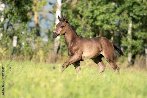beautiful black-brown colt running at pasture freely. sunny day