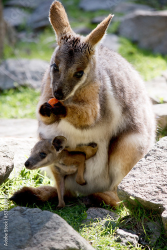 the yellow footed rock wallaby is eating a carrot the wallaby has a joey in the pouch
