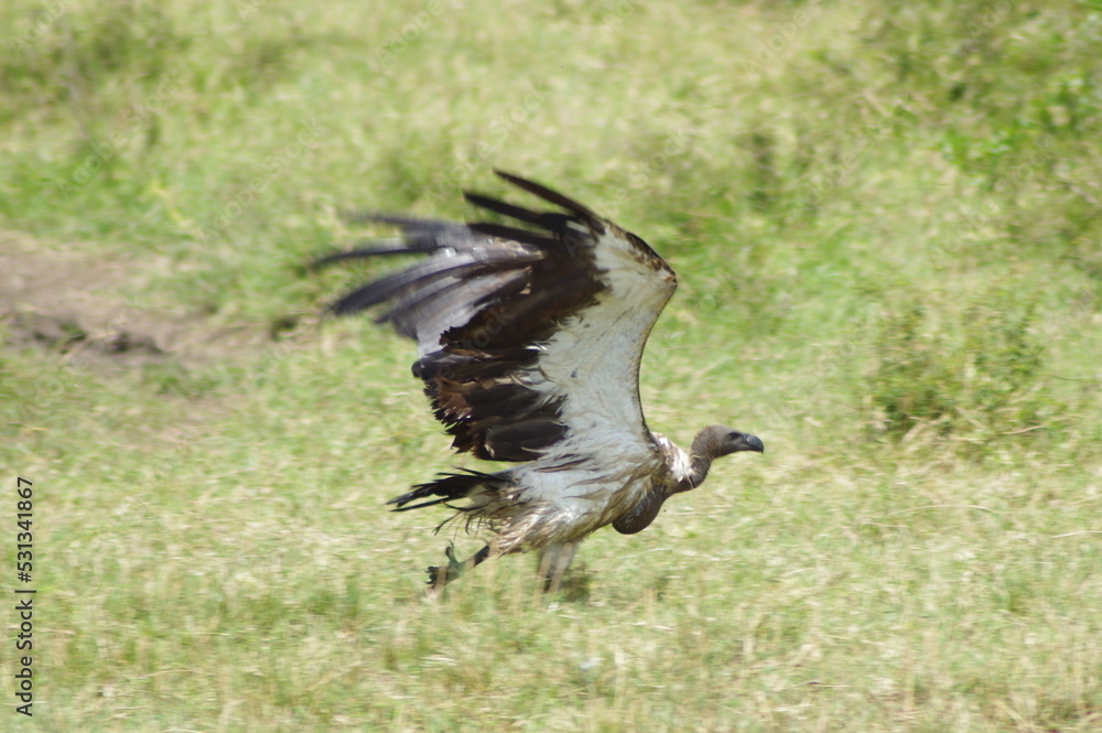 Fototapeta premium 鳥