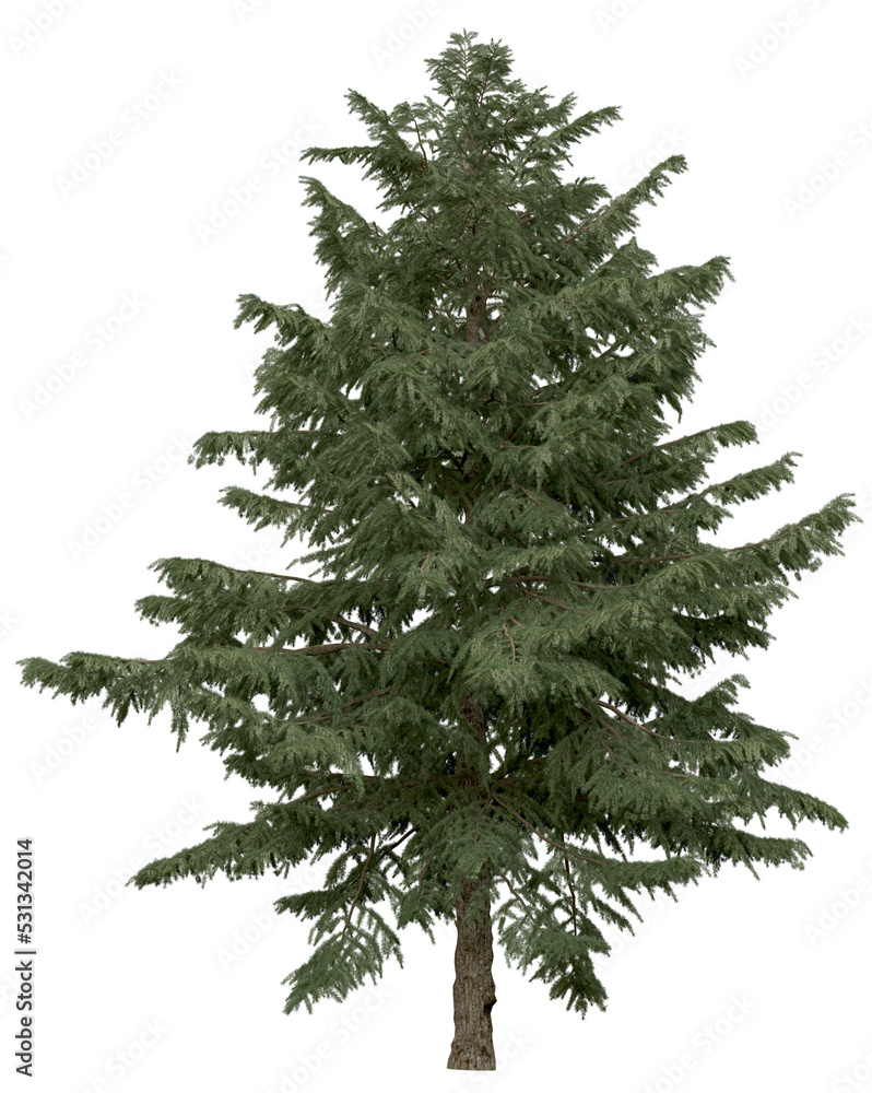 3d rendering of Cedrus Deodara PNG vegetation tree for compositing. no ...