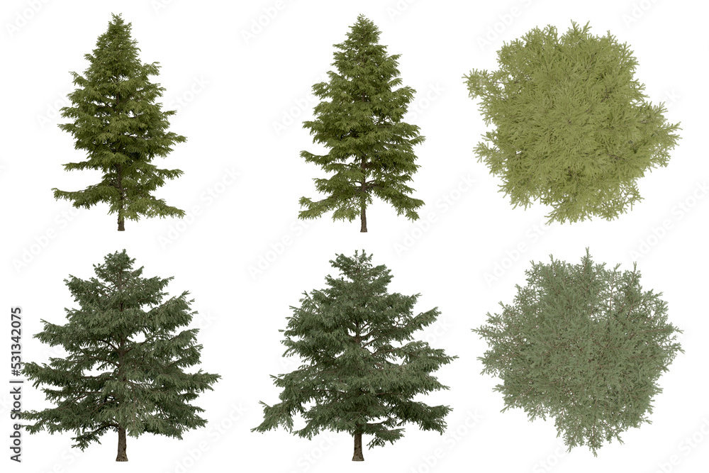 3d rendering of Cedrus Deodara PNG vegetation tree for compositing. no backround. 3d rendering of Cedrus Deodara PNG vegetation tree for compositing. no backround.