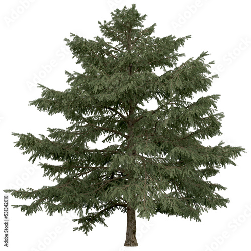 3d rendering of  Cedrus Deodara PNG vegetation tree for compositing. no backround.