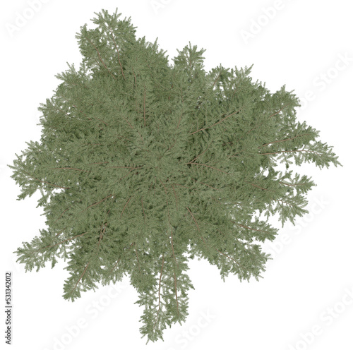 3d rendering of  Cedrus Deodara PNG vegetation tree for compositing. no backround.