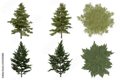 3d rendering of Cedrus Deodara PNG vegetation tree for compositing. no backround.