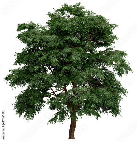 3d rendering of  Taxodium Mucronatum PNG vegetation tree for compositing. no backround.