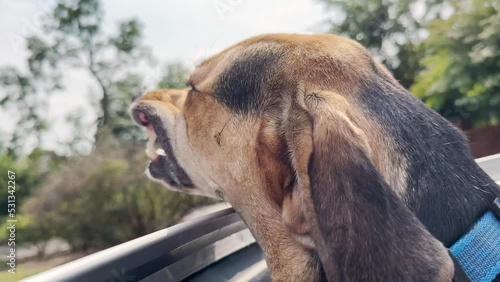 A cute coonhound mix dog sticks his head out a sunroof of a moving car, exposing his teeth.	 photo
