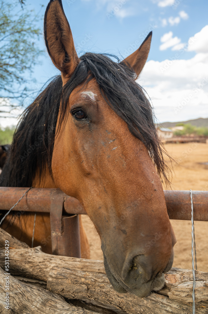 Closeup of horse head in a corral 