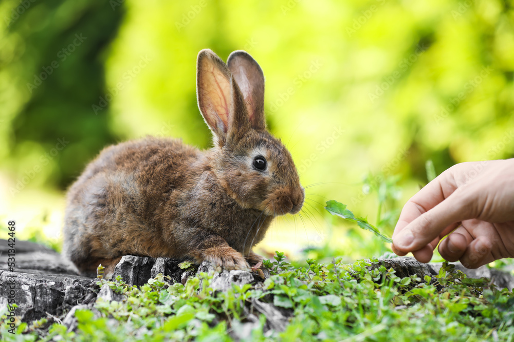 Fototapeta premium Woman feeding cute fluffy rabbit with grass outdoors, closeup