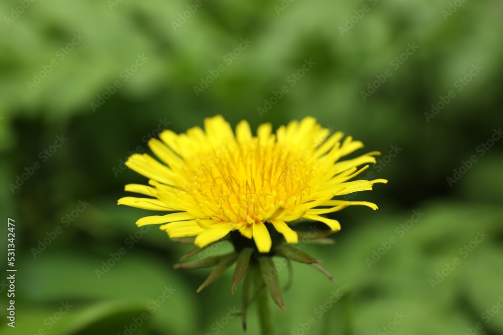 Beautiful yellow dandelion growing outdoors, closeup view Beautiful yellow dandelion growing outdoors, closeup view