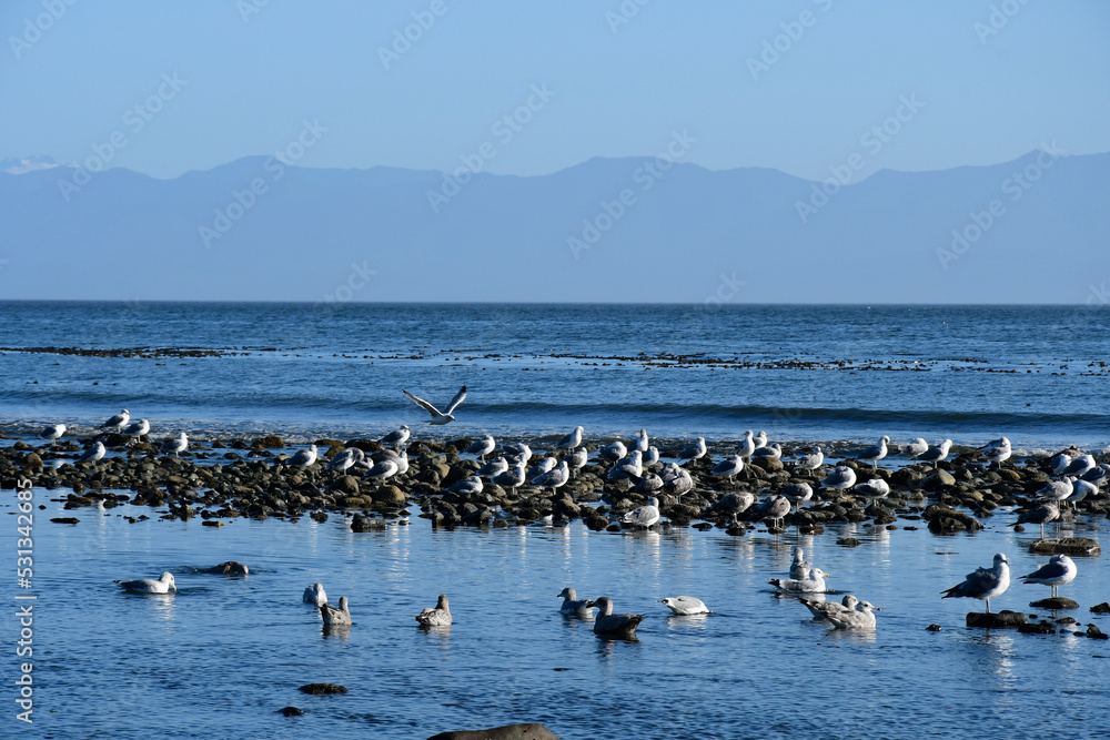 An image of a flock of white and grey sea gulls on the shore of the Pacific Ocean.