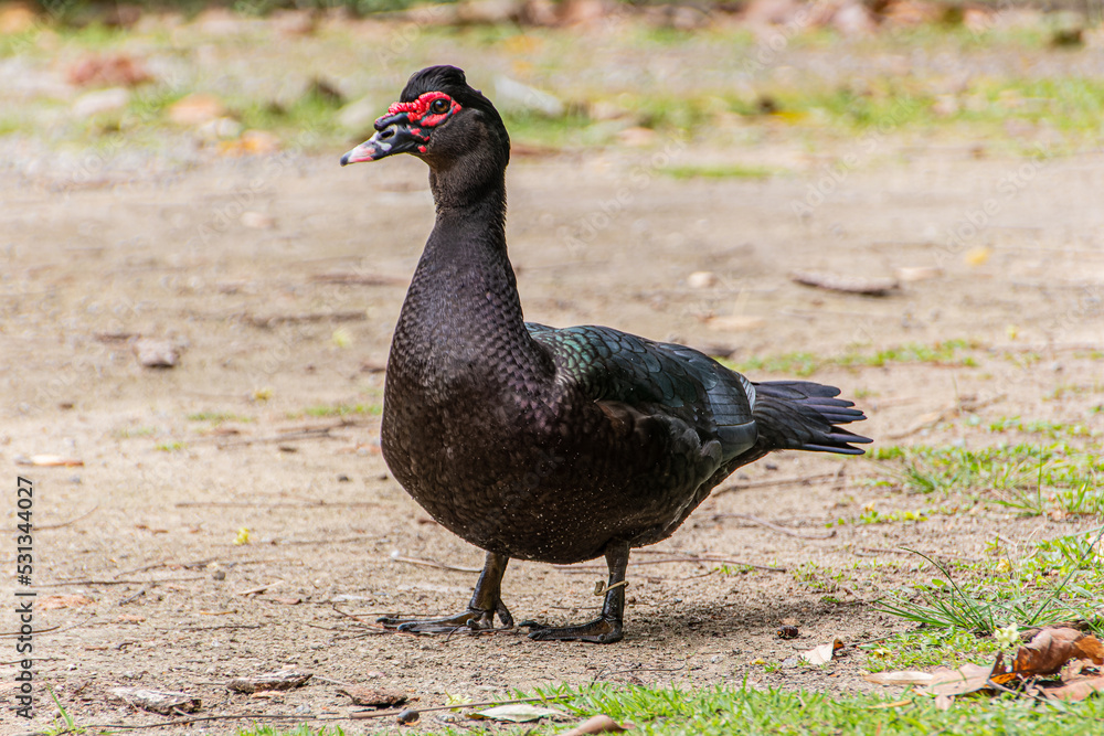 black duck outdoors in a square in Rio de Janeiro. black duck outdoors in a square in Rio de Janeiro.