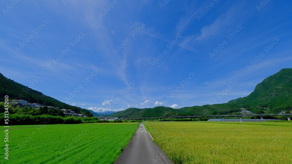 Fototapeta premium 田んぼ