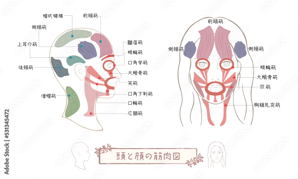 Obraz premium 頭の筋肉・顔の筋肉・頭と顔の筋肉イラスト_02