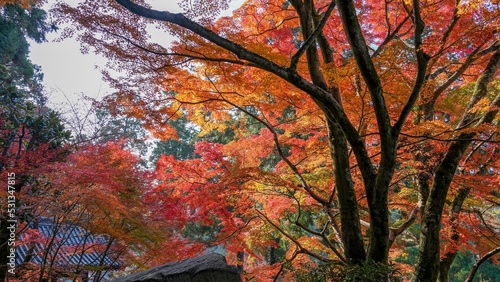 Print op canvas お寺の境内で見たちょうど見頃のモミジの紅葉＠坂出、香川
