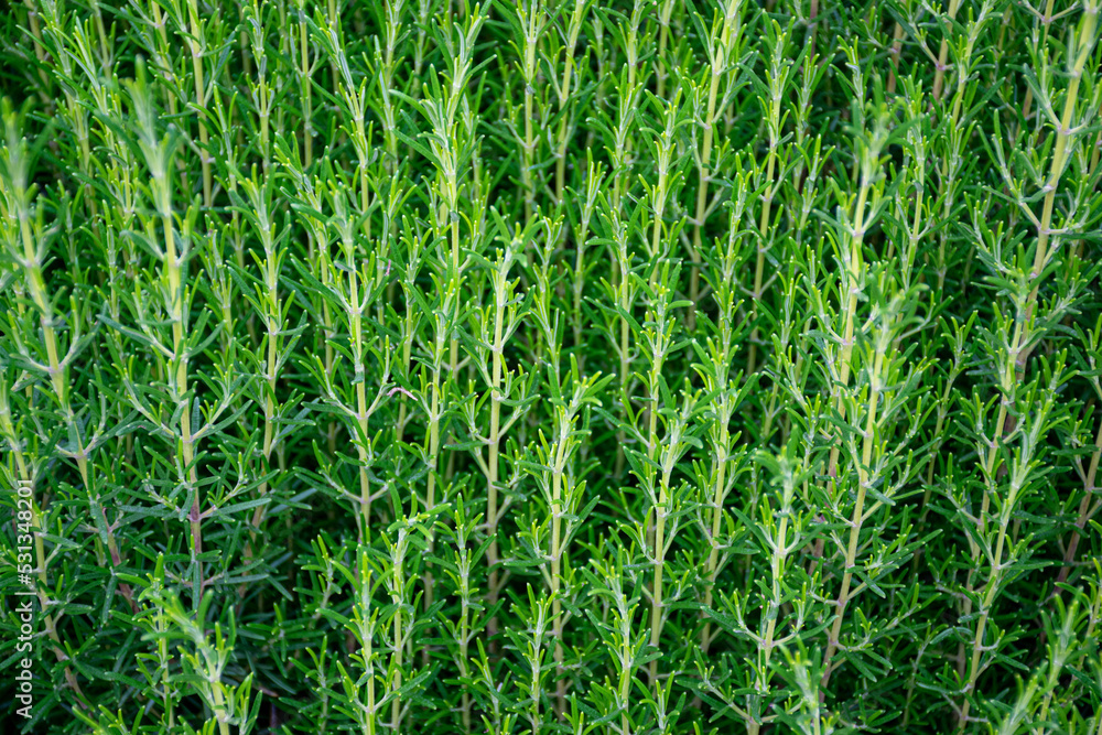 Organic Fresh dill for balanced diet. Spices from the Andes in natural growing, for delicious food and cooking Organic Fresh dill for balanced diet. Spices from the Andes in natural growing, for delicious food and cooking