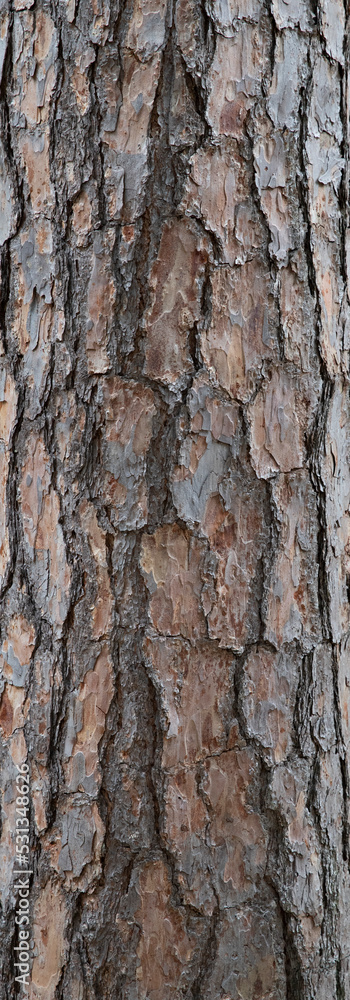 texture of tree bark, background photo, grain pattern, copy space texture of tree bark, background photo, grain pattern, copy space