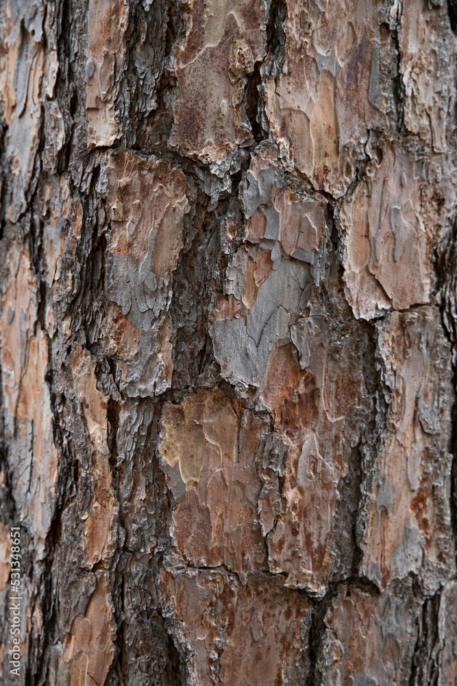texture of tree bark, background photo, grain pattern, copy space texture of tree bark, background photo, grain pattern, copy space