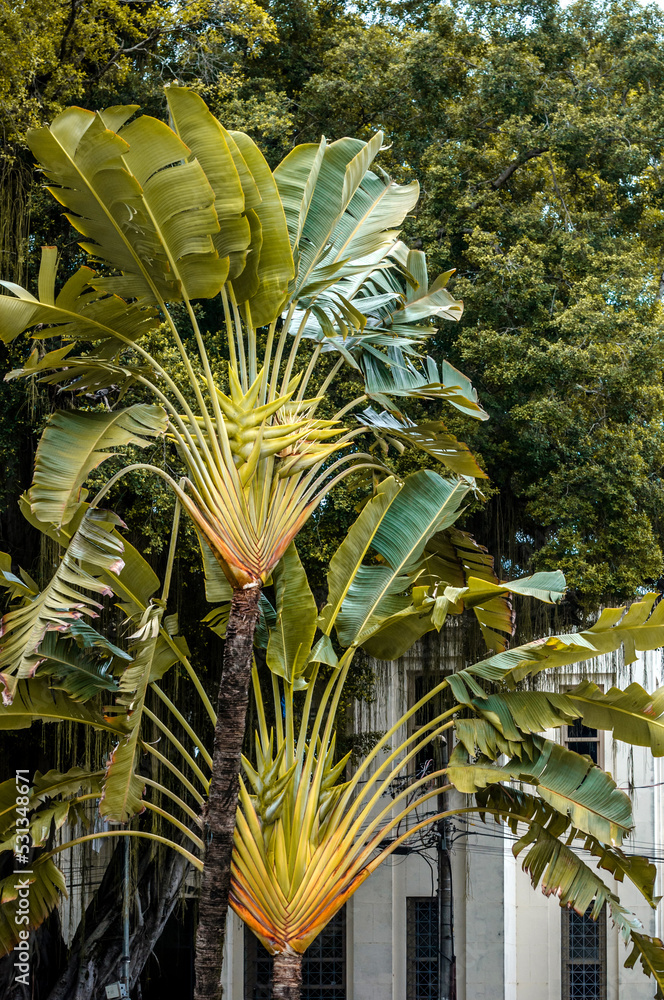 Obraz premium a bela planta para paisagismo chamada de árvore-do-viajante de apelido bananeira em leque