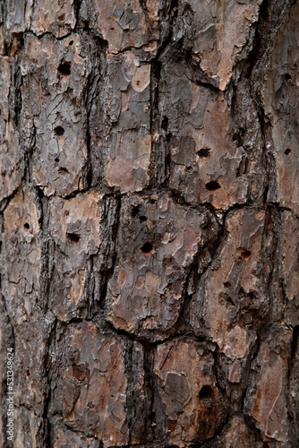 texture of tree bark  background photo  grain pattern  copy space