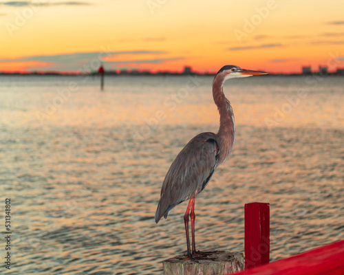 Obraz na płótnie Great blue bird heron on the dock water oceanside landscape