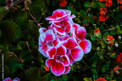 Wild bouquet of gorgeous regal pelargonium flowers in a vibrant red color with a pale blue outline photo