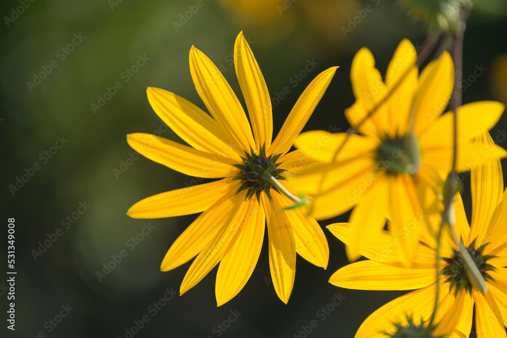 Obraz premium yellow flowers close up in a garden