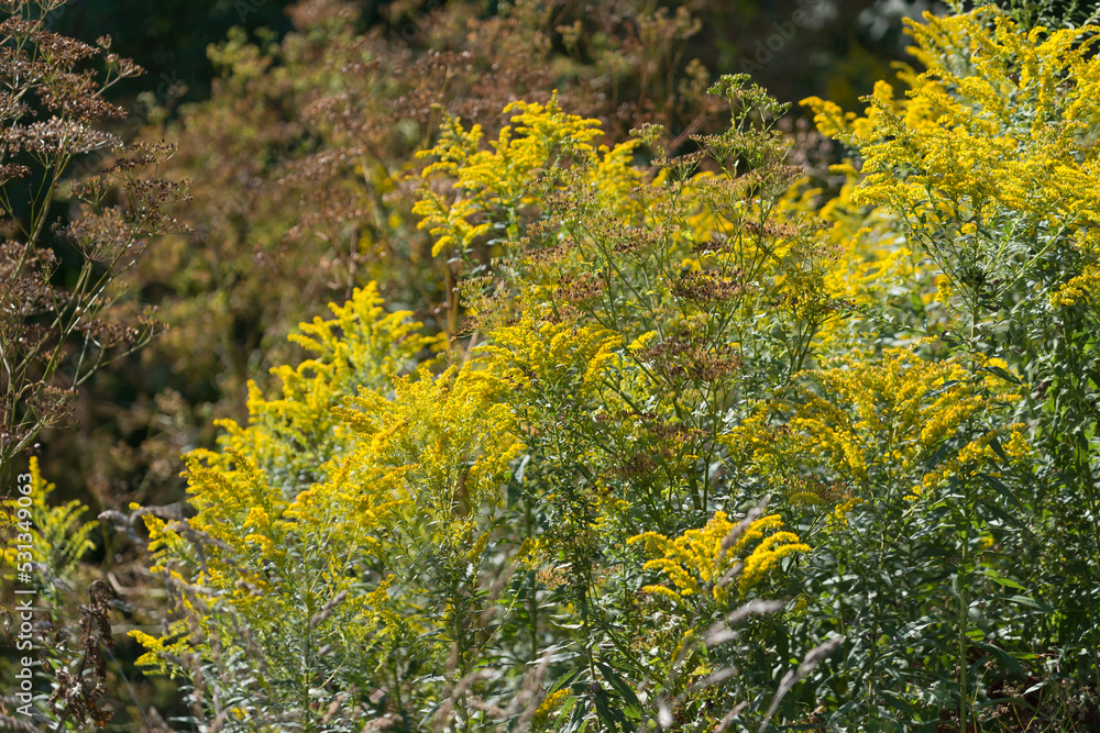 flowering plants at the edge of the woods (goldenrod)