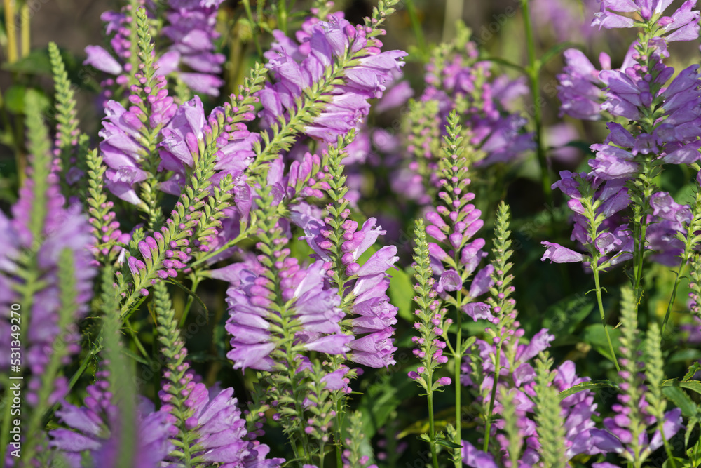 Fototapeta premium obedient plant or false dragonhead (Physostegia virginiana) perennial in bloom at the garden park
