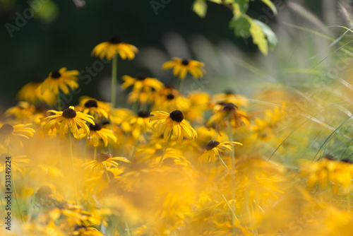 yellow flowers (with bokeh effect) in the park © eugen