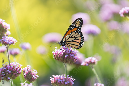 close up of a migratory butterfly on verbena blossoms