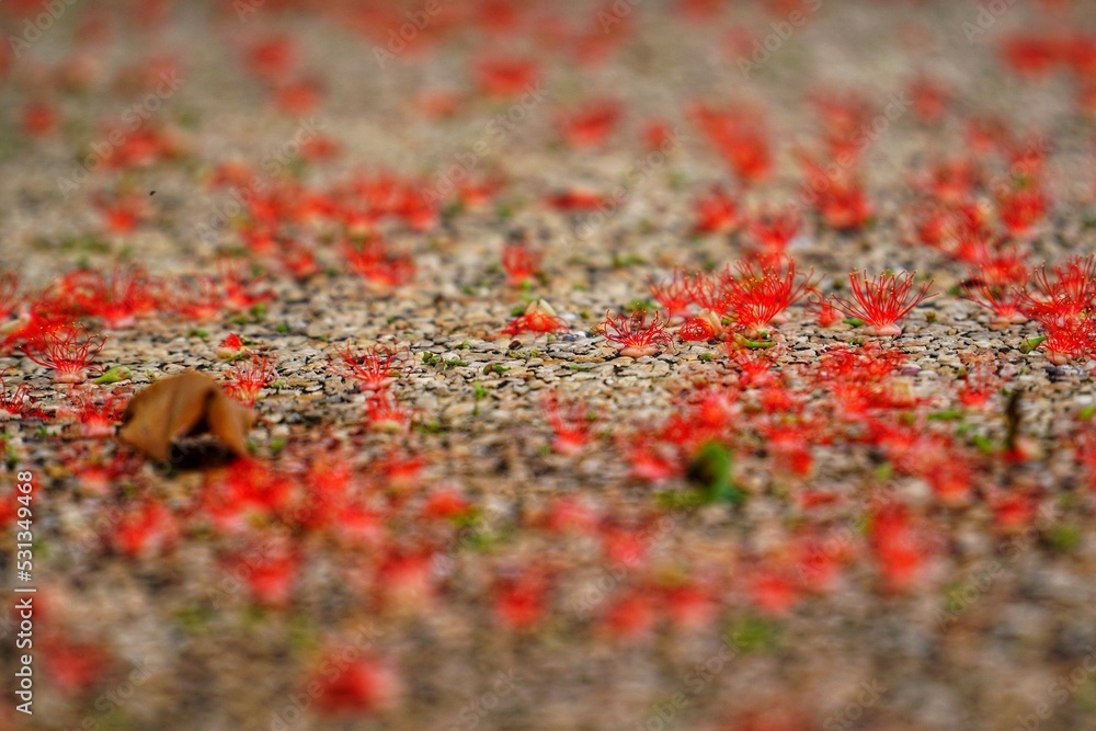 poppies on the field poppies on the field