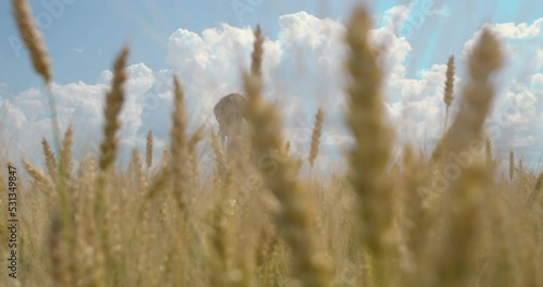 Young beautiful woman walking in a wheat field. The hand of a young girl touches corncobs in a field during daylight hours in slow motion
