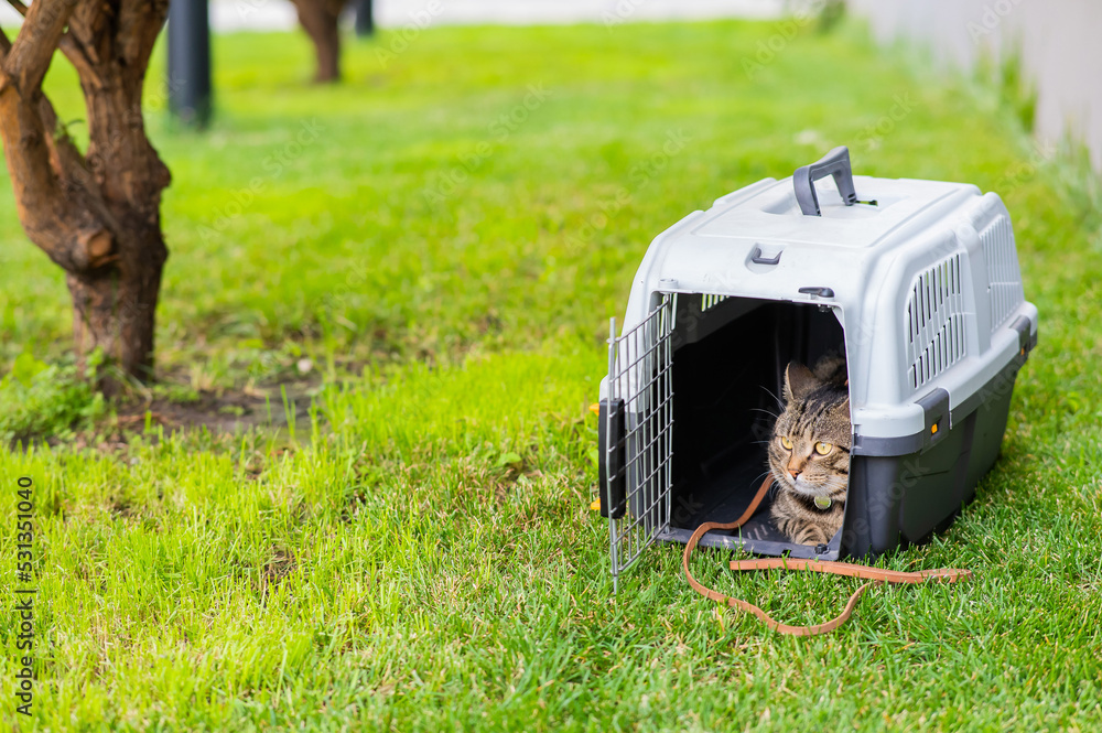 Gray tabby cat lies in a carrier on green grass outdoors. Gray tabby cat lies in a carrier on green grass outdoors.
