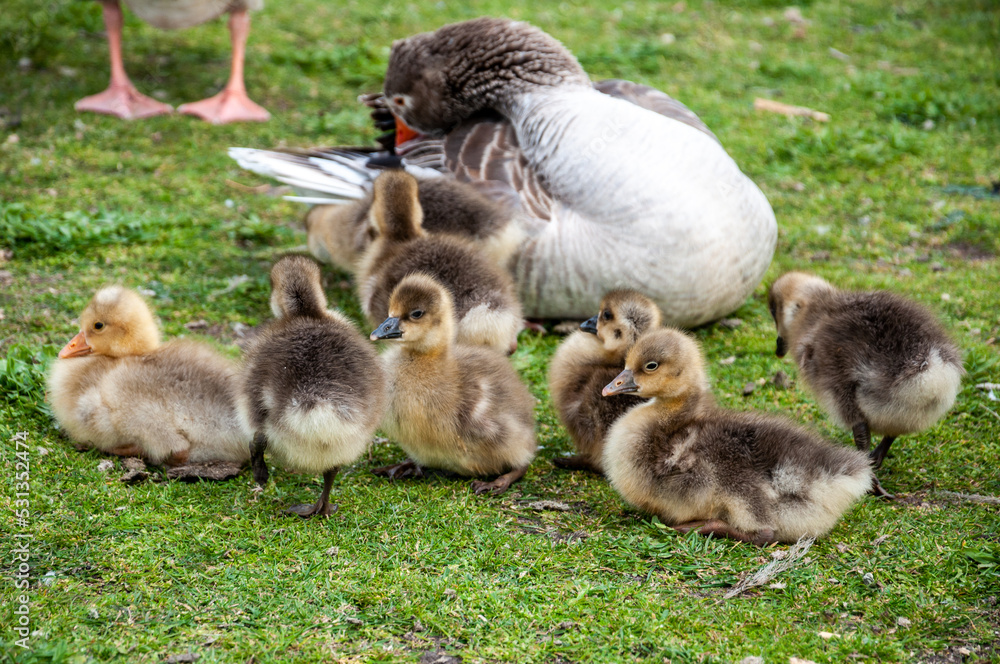 Little geese (anser anser) on the grass near their mother Little geese (anser anser) on the grass near their mother