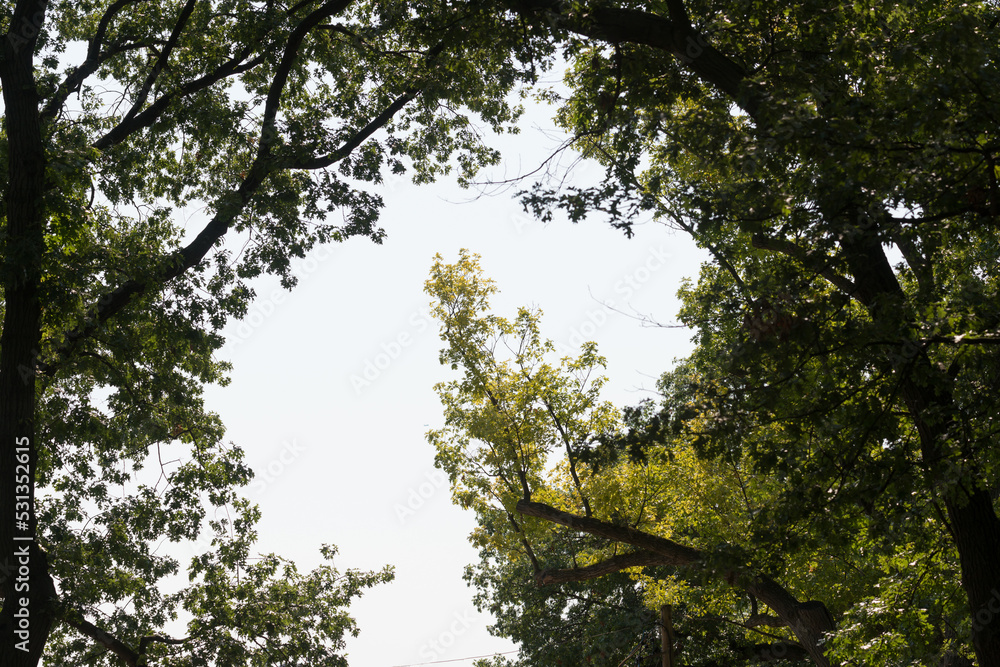 trees and sky trees and sky