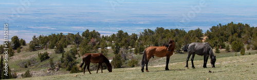 Small band of wild horses on Sykes ridge high above the Bighorn Canyon in Wyoming United States