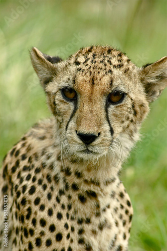 Juvenile male cheetah listening to sounds behind him