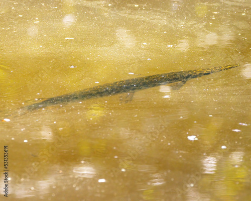 Garfish