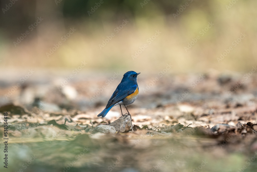 Red Flanked Bluetail