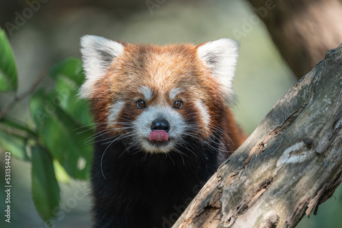 Fotografiet Red Panda Licking its Nose