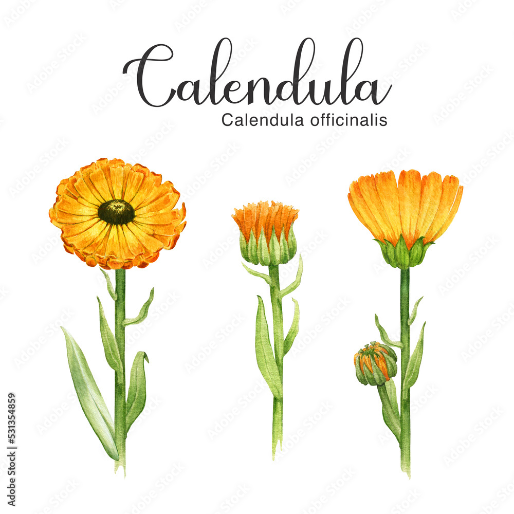 Calendula flower watercolor illustration set. Yellow medical natural ...