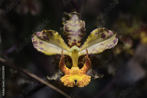 Cyrtopodium orchid flower taken up close, selective focus. photo